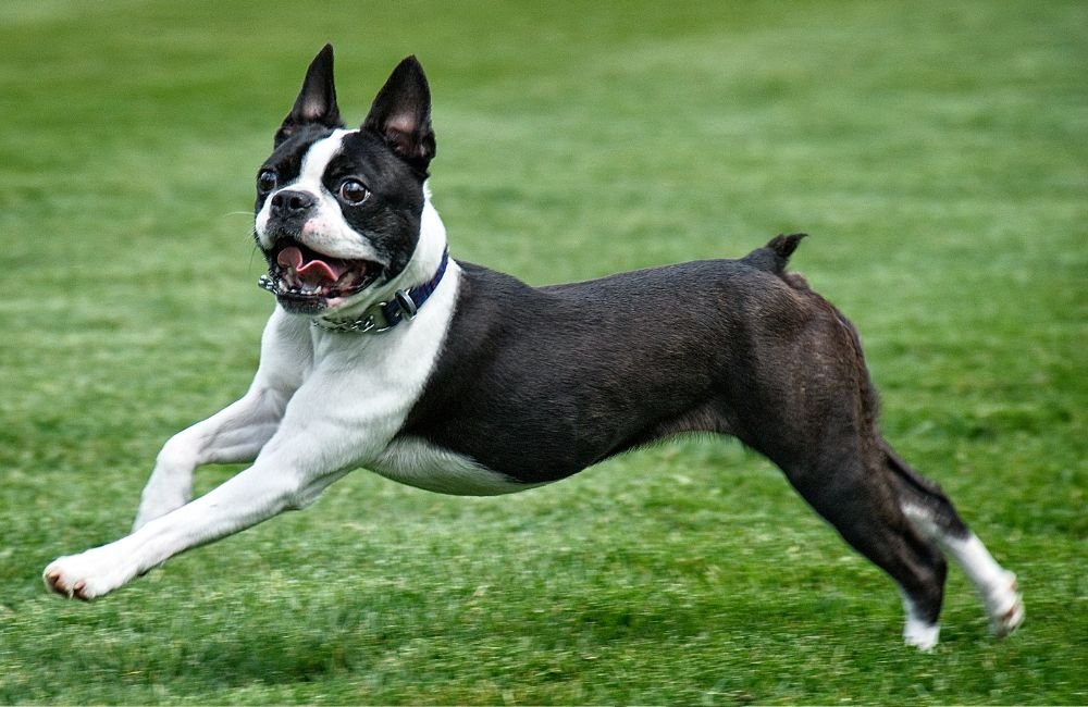 Boston Terrier training